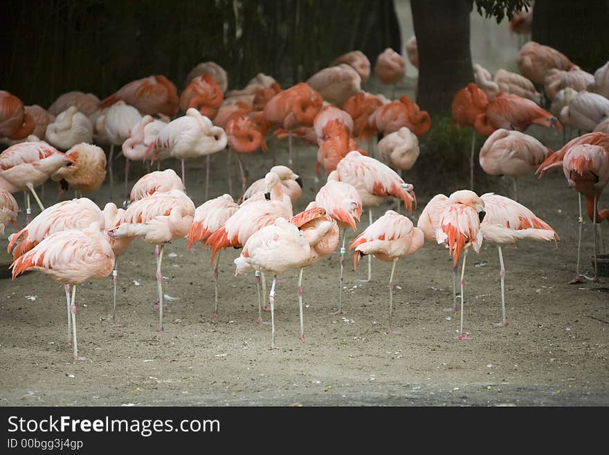 Flamingos standing in together sleeping. Flamingos standing in together sleeping