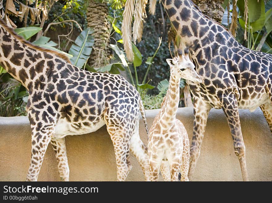 A baby giraffe stands next to her mother. A baby giraffe stands next to her mother