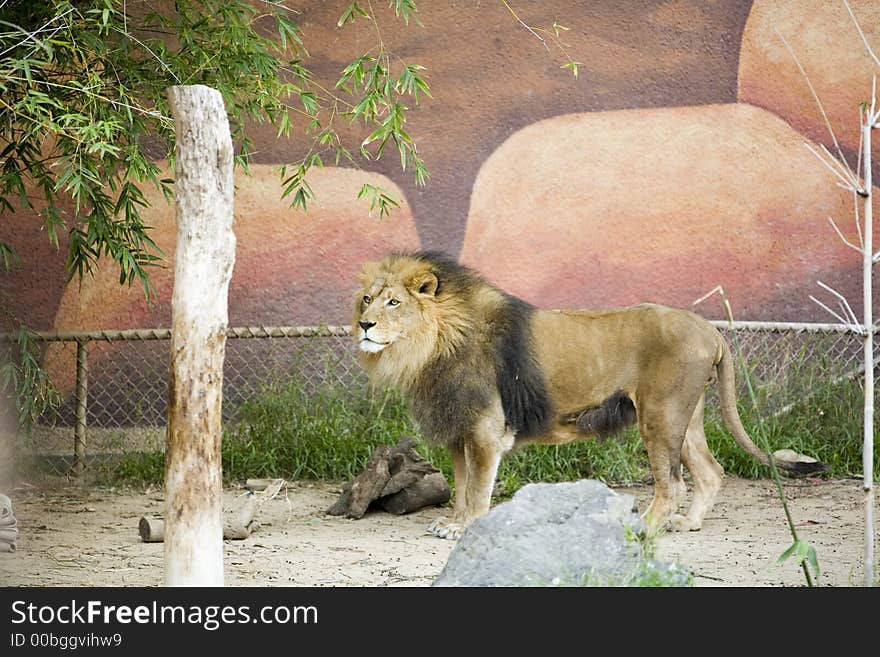 Portrait of a big male African lion