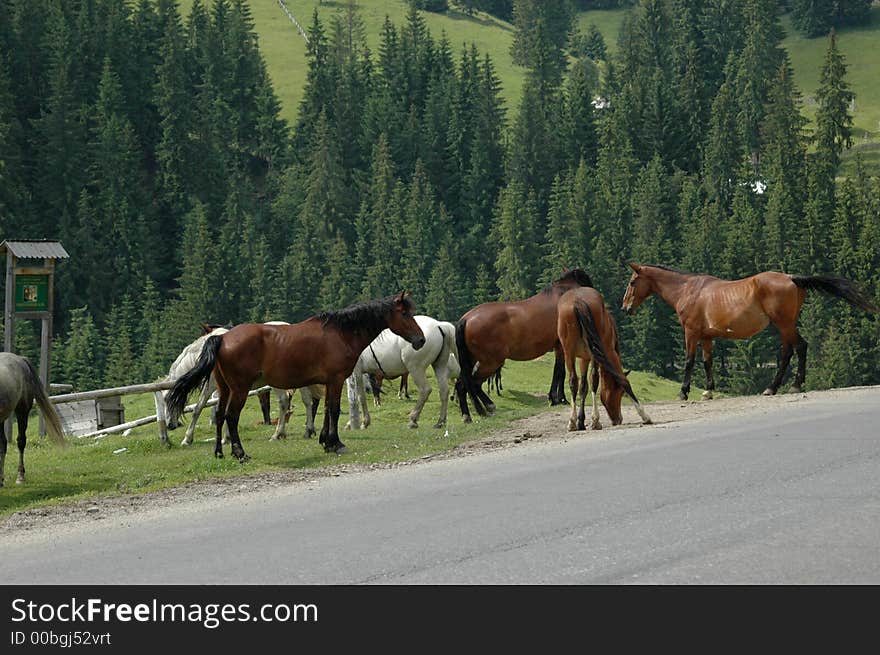 Wild horses on the mountain