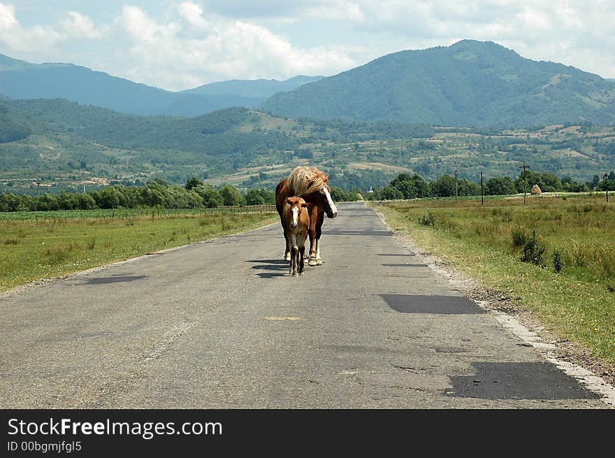 Wild Horses