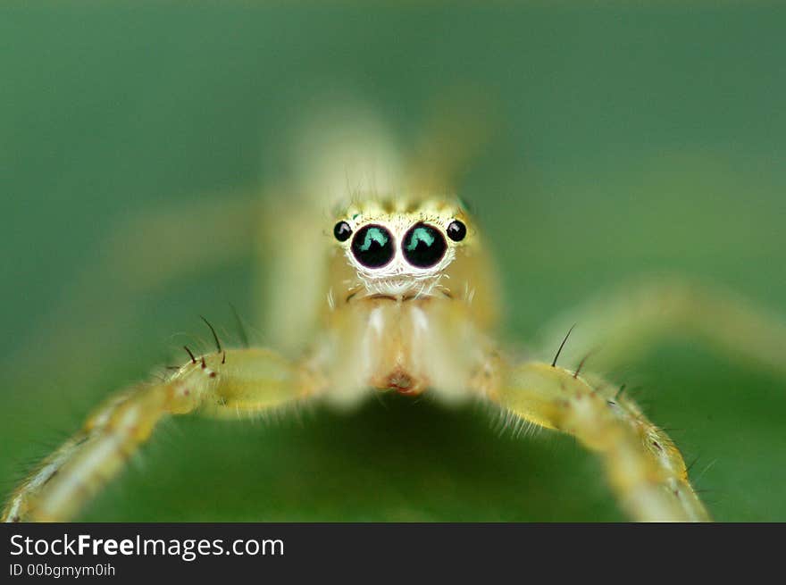 Jumping Spider