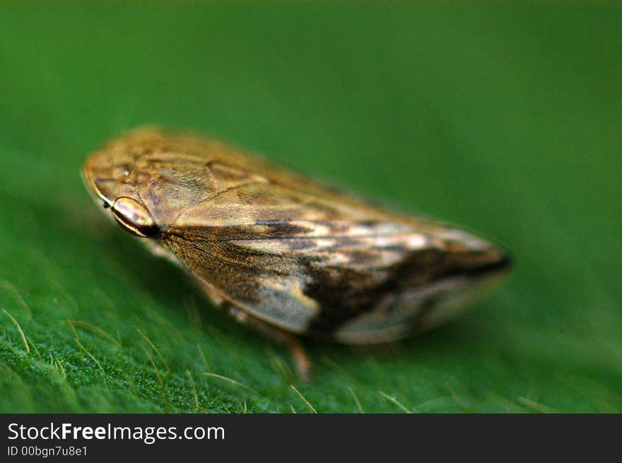 a small insect sitting on the green leaf. a small insect sitting on the green leaf