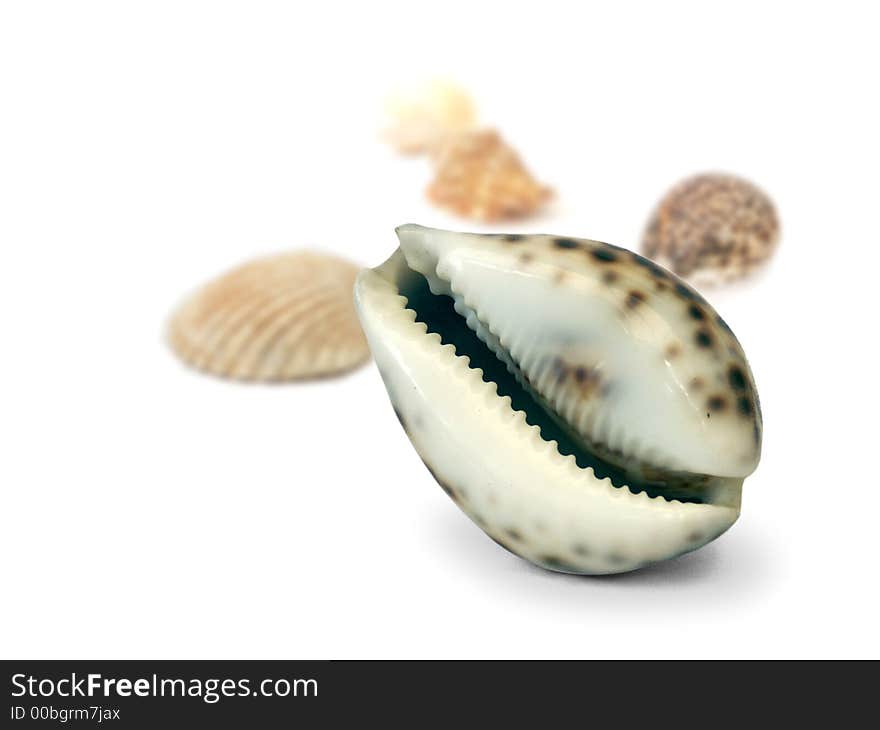 Shell isolated on a white background, seashell are blurred on the background. Shell isolated on a white background, seashell are blurred on the background