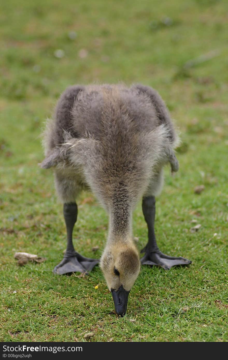 A Canada Goose Chick