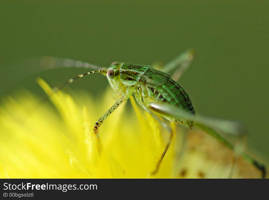 Nature katydid