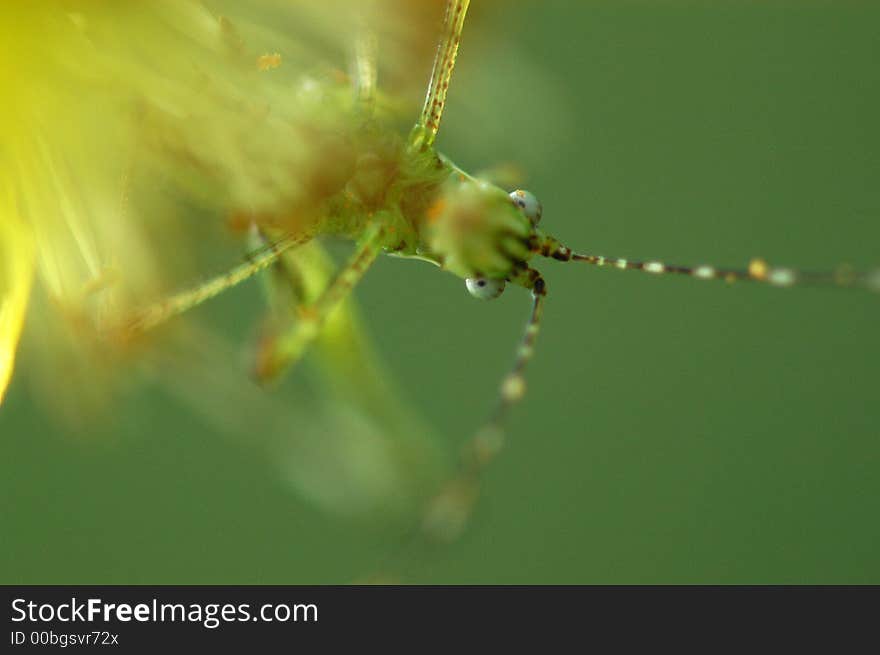 Nature Katydid And Flower