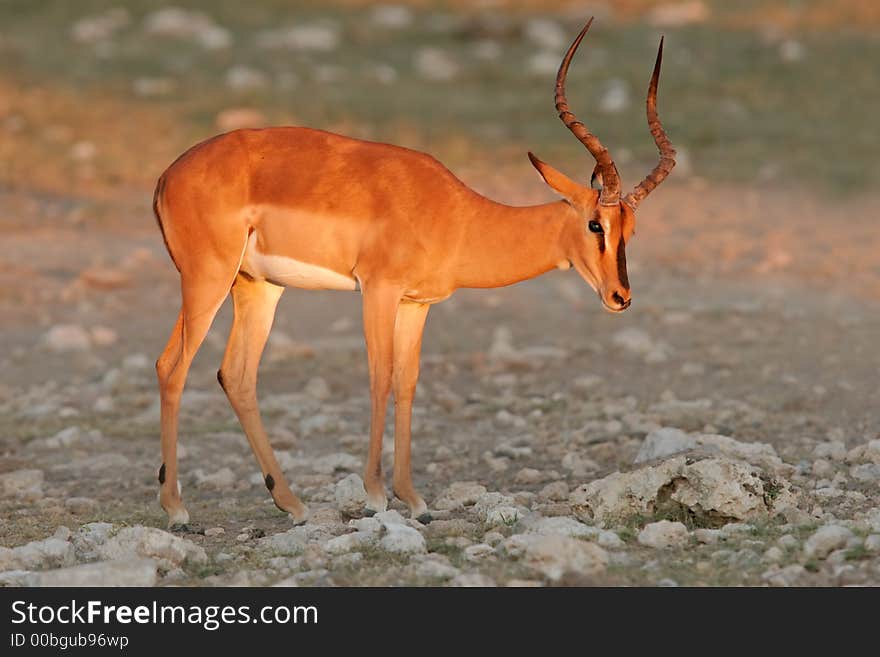 A male black-faced impala (Aepyceros melampus petersi), Etosha National Park, Namibia