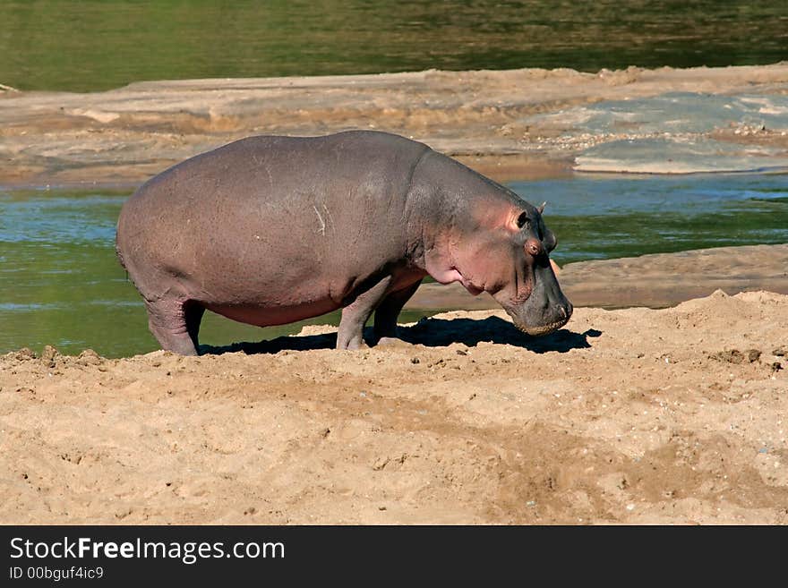 Hippopotamus (Hippopotamus amphibius), Kruger National Park, South Africa