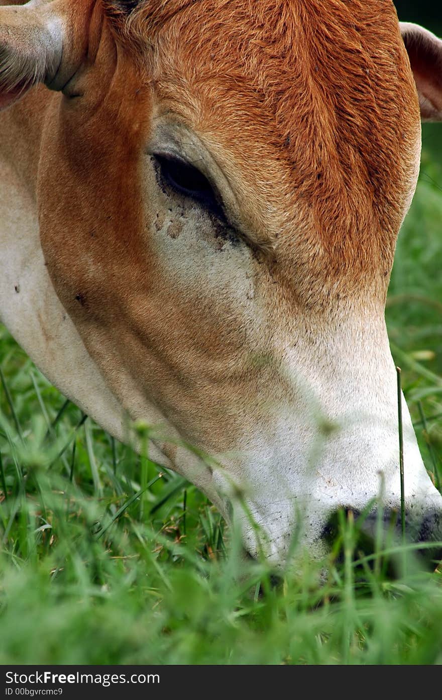 Cow eating grass on an open field