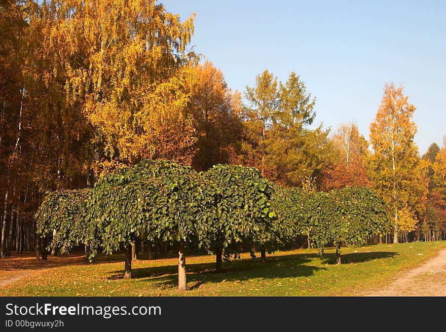 Autumn park in St.-Petersburg in solar clear day