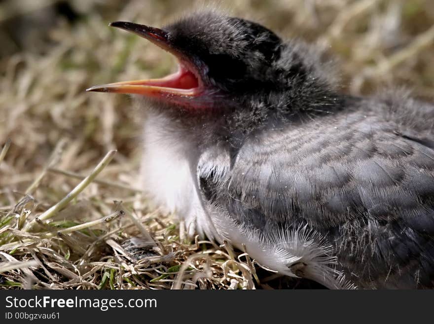 Arctic Tern Chick (Sterna paradisea)