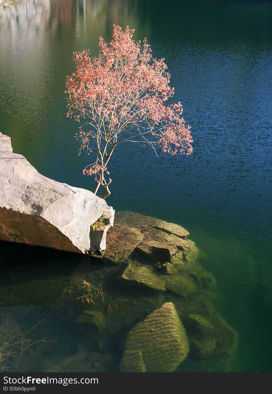 Red tree above the clean natural lake