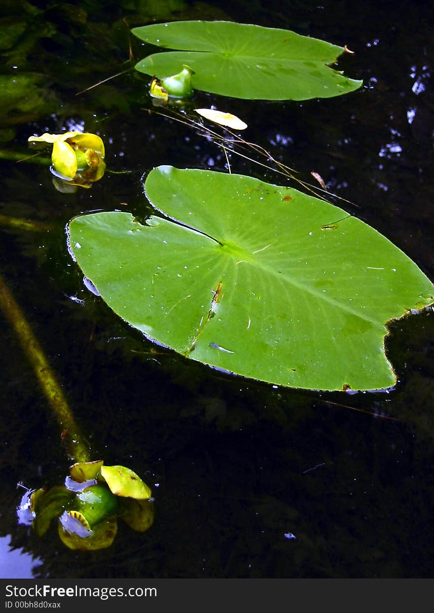 Floating Leaves in Spring / Summer Pond