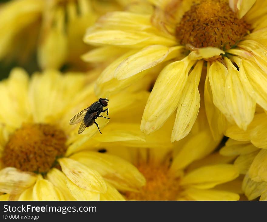 Fly On Yellow Flowers