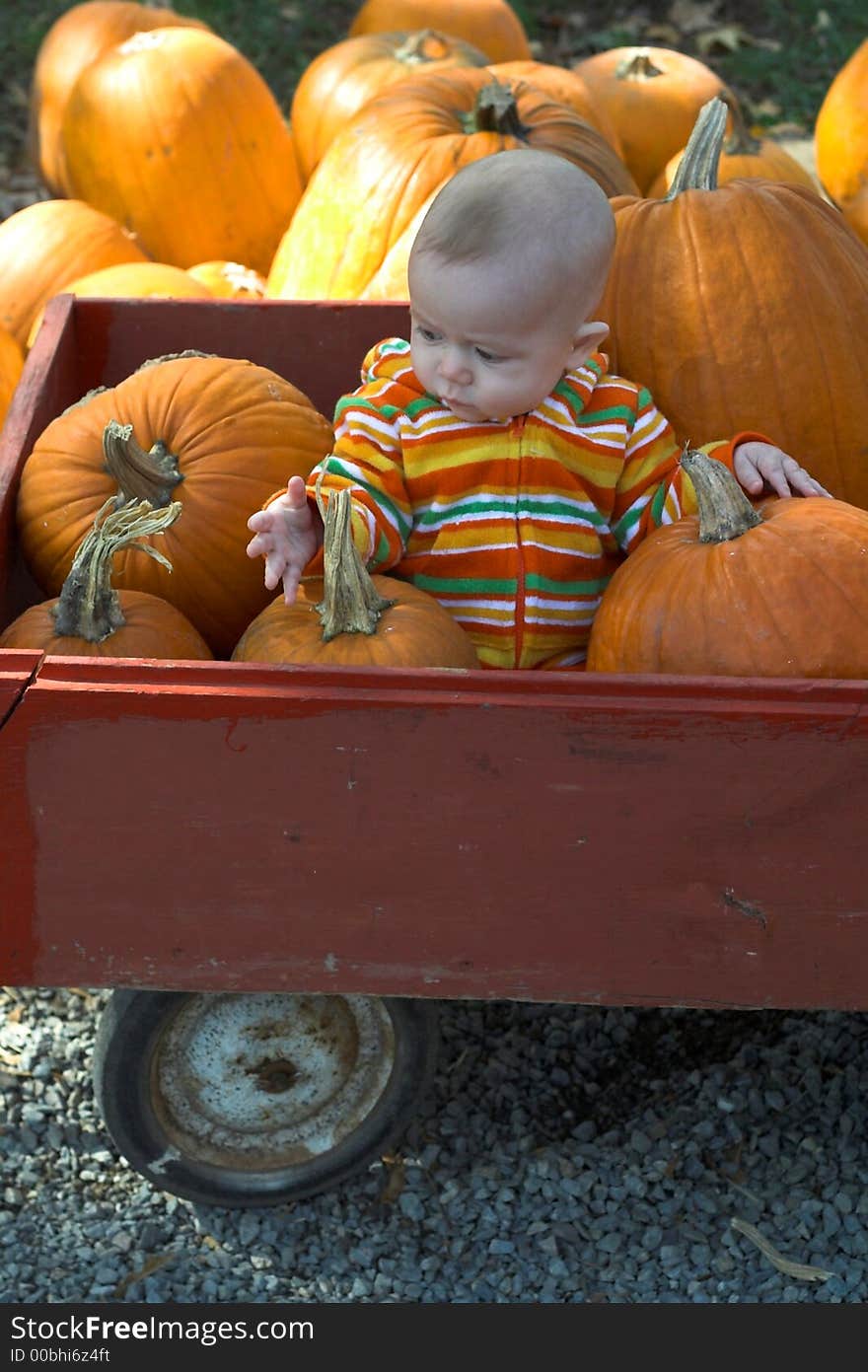 Pumpkin Patch