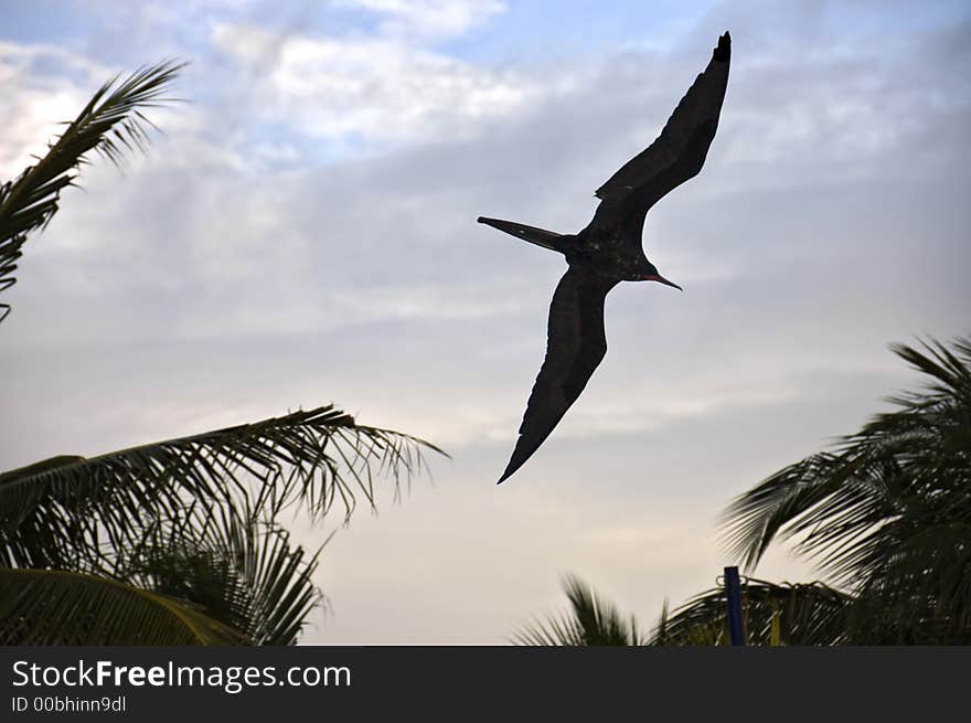 Cormorant