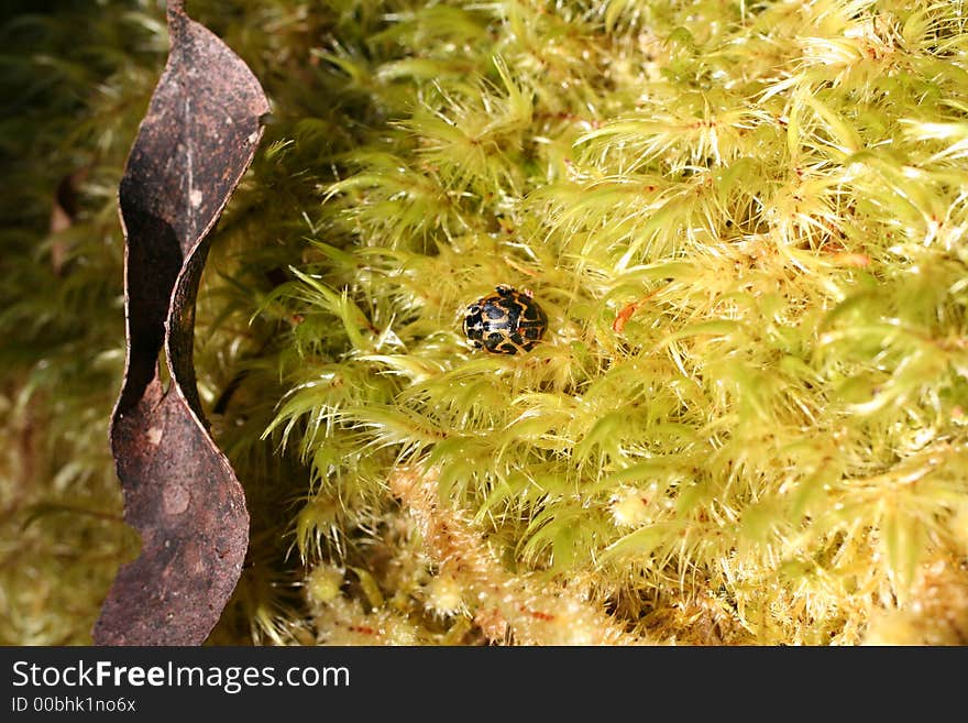 Leaf Beetle