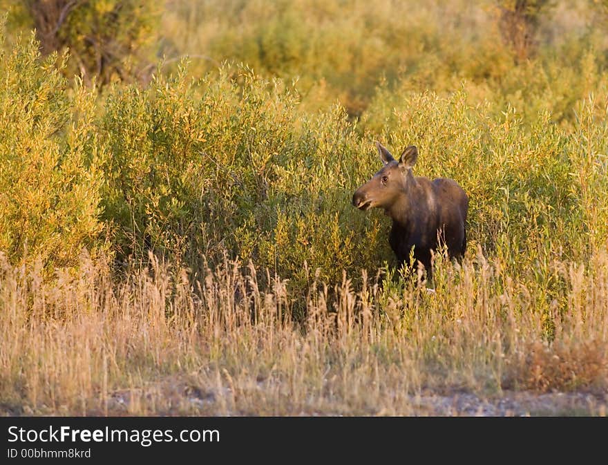 Young Moose In A Field