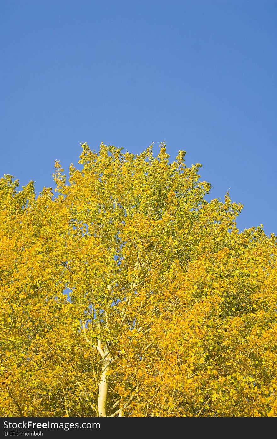 The yellow leaves of an aspen stand out against a blue sky in Grand Teton National Park. The yellow leaves of an aspen stand out against a blue sky in Grand Teton National Park