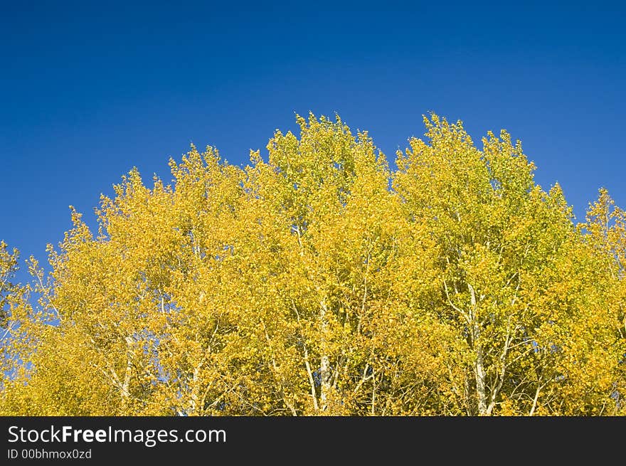 The yellow leaves of an aspen stand out against a blue sky in Grand Teton National Park. The yellow leaves of an aspen stand out against a blue sky in Grand Teton National Park