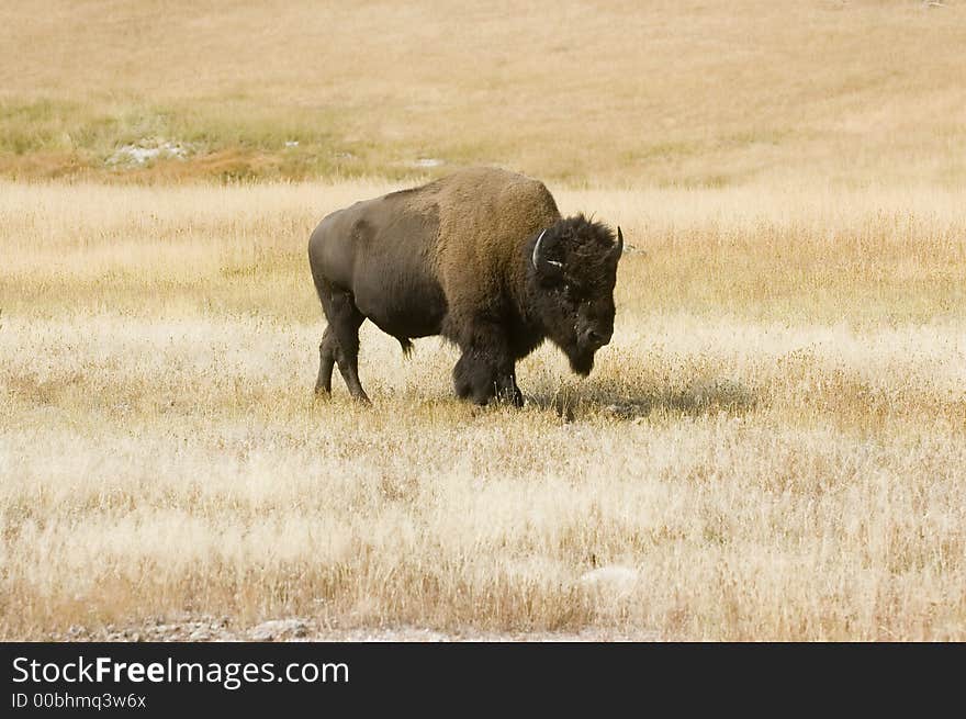 An American bison makes its way through a meadow in a fall afternoon in Yellowstone National Park. An American bison makes its way through a meadow in a fall afternoon in Yellowstone National Park