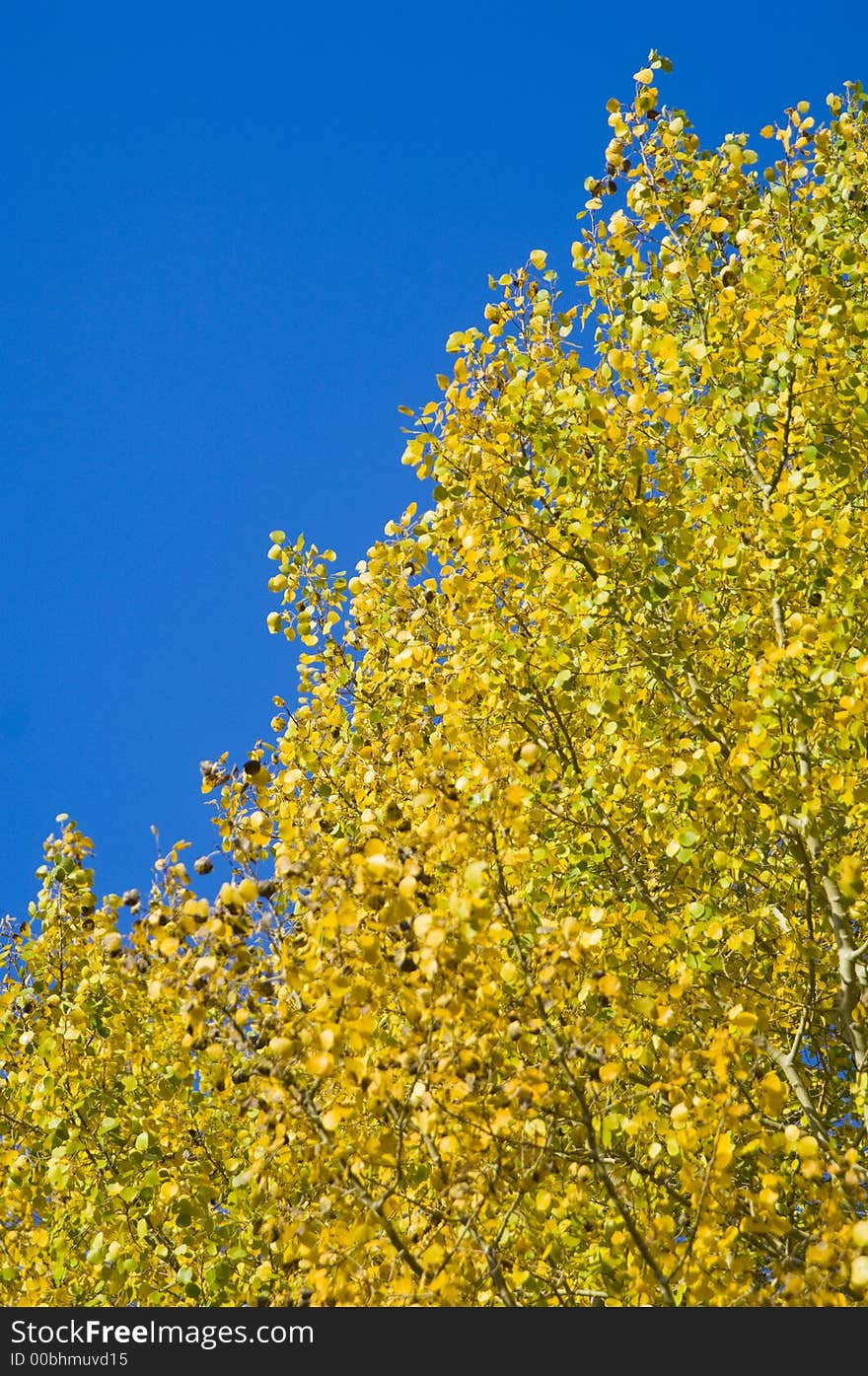 The yellow leaves of an aspen stand out against a blue sky in Grand Teton National Park. The yellow leaves of an aspen stand out against a blue sky in Grand Teton National Park