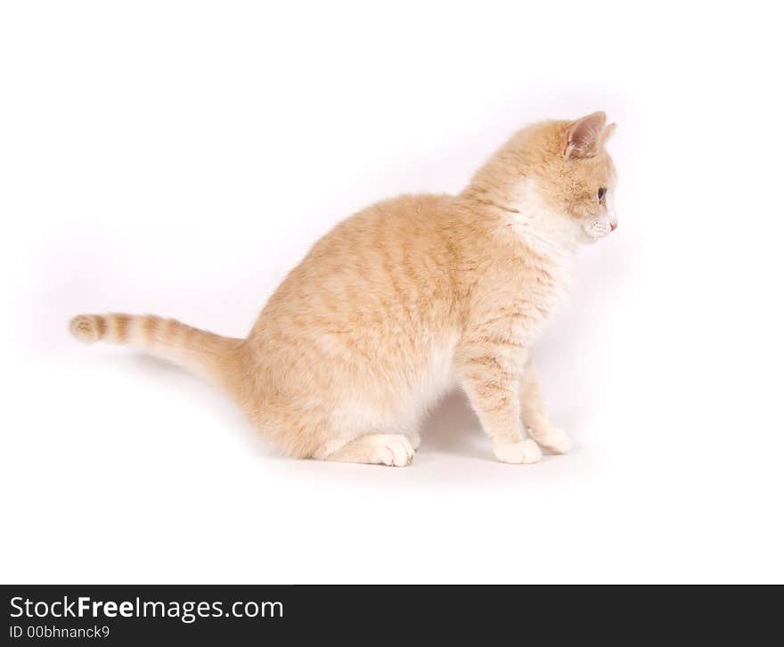 Yellow Kitten On White Background