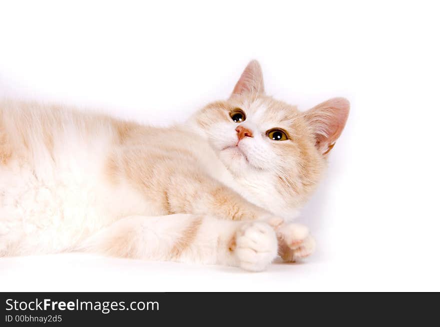 Yellow Kitten On White Background