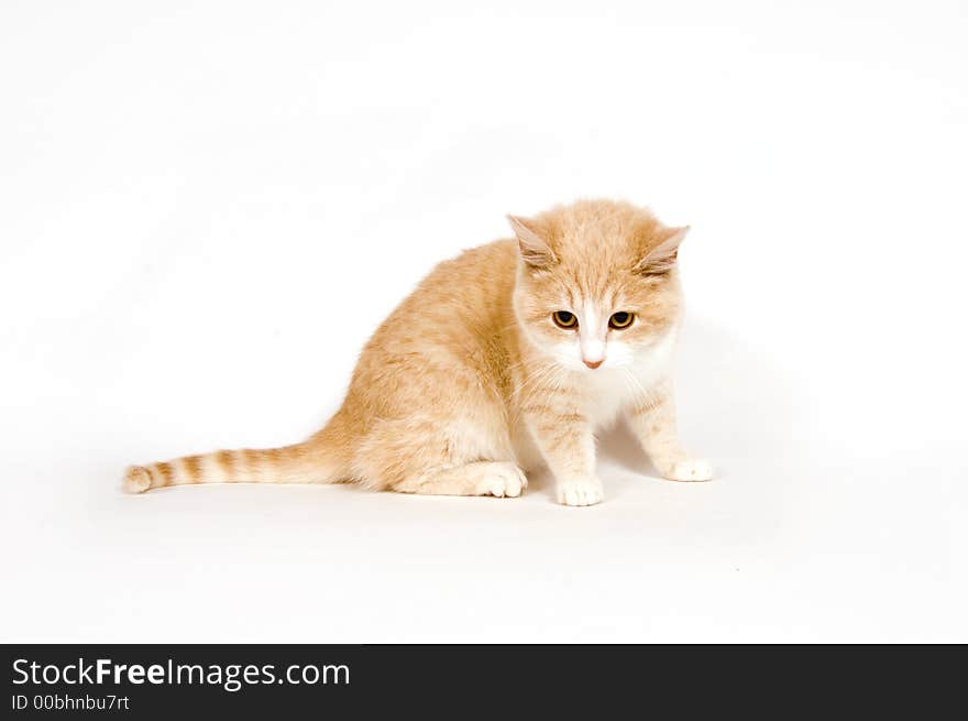 Yellow kitten on white background