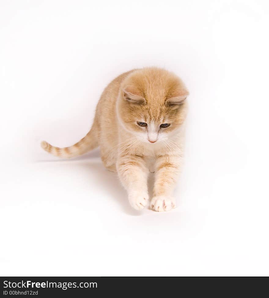 Yellow Kitten On White Background