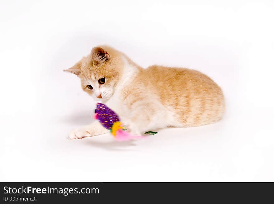 Yellow kitten on white background