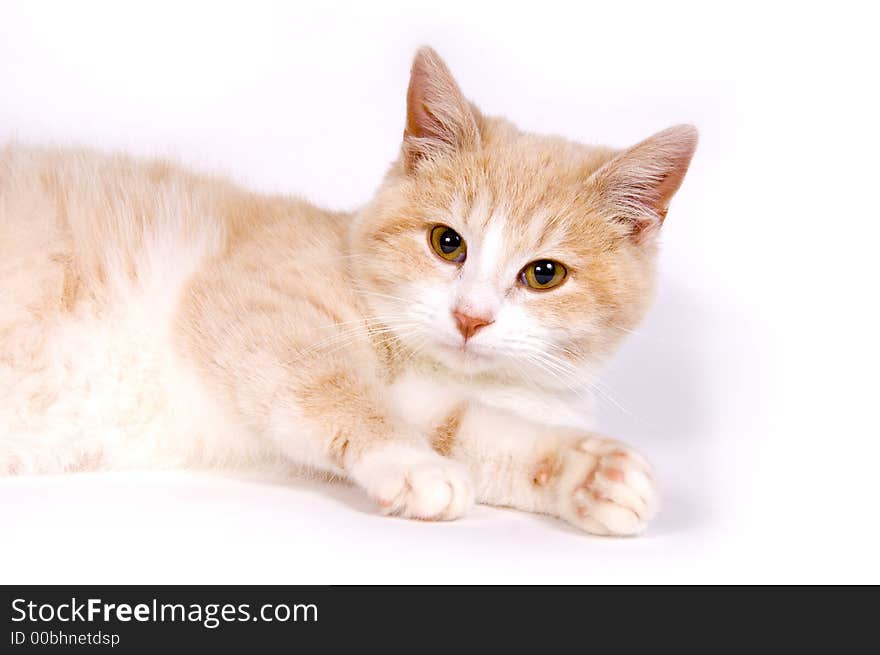 Yellow kitten on white background