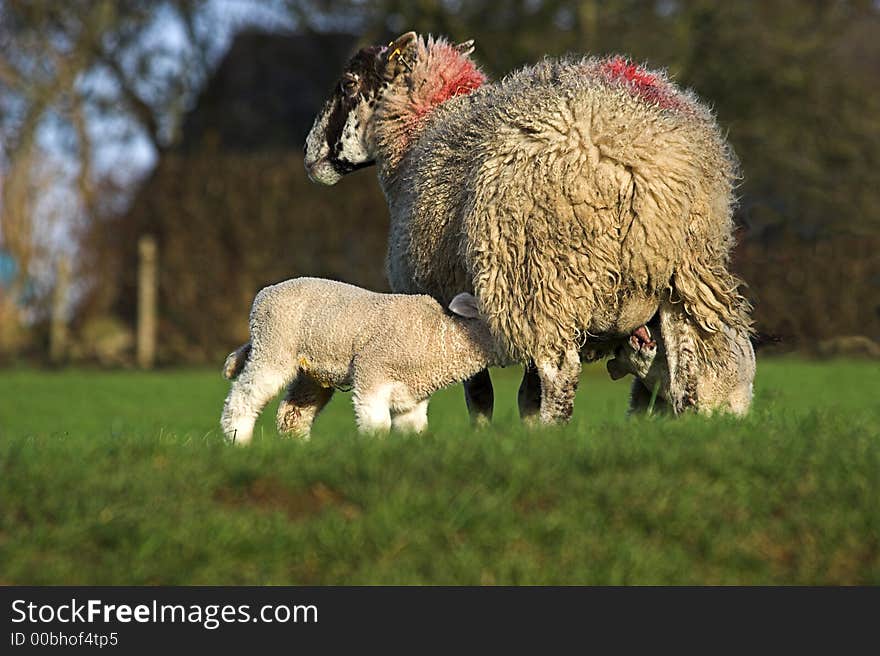 Photo of a ewe with two suckling lambs. taken from a low angle with soft focus background. Photo of a ewe with two suckling lambs. taken from a low angle with soft focus background.