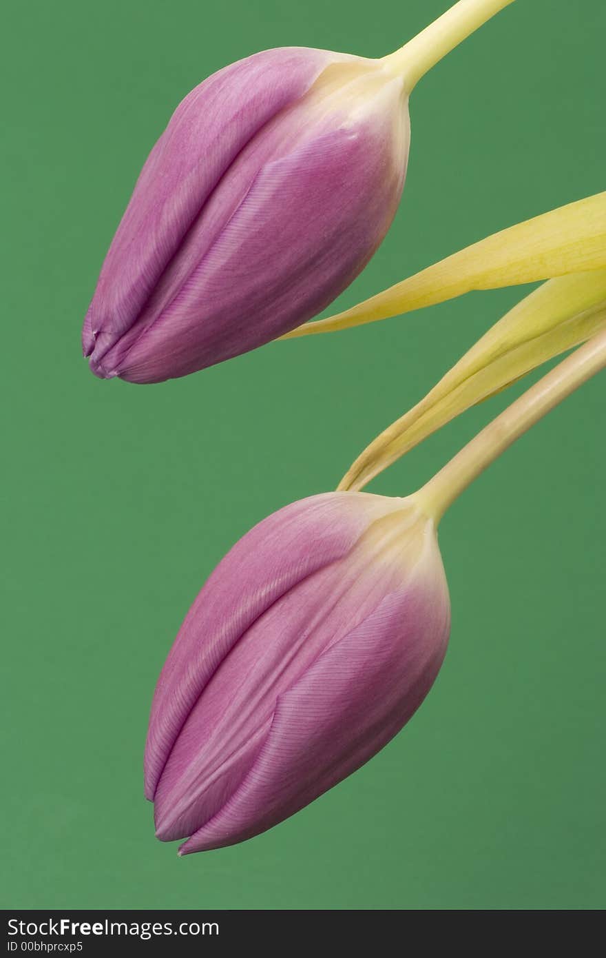 Close up of Tulips against a plain background