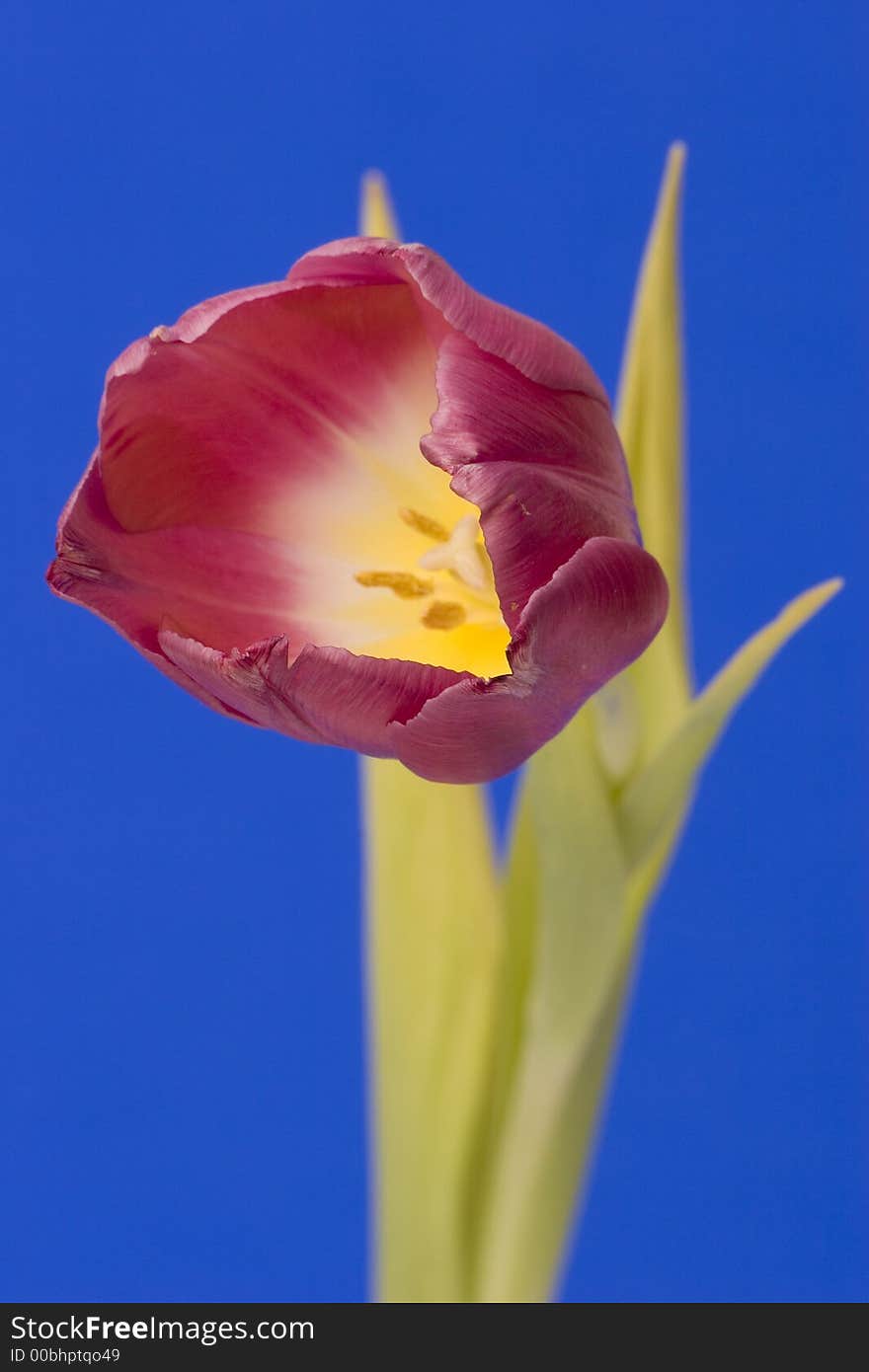 Close up of a single Tulip against a plain background