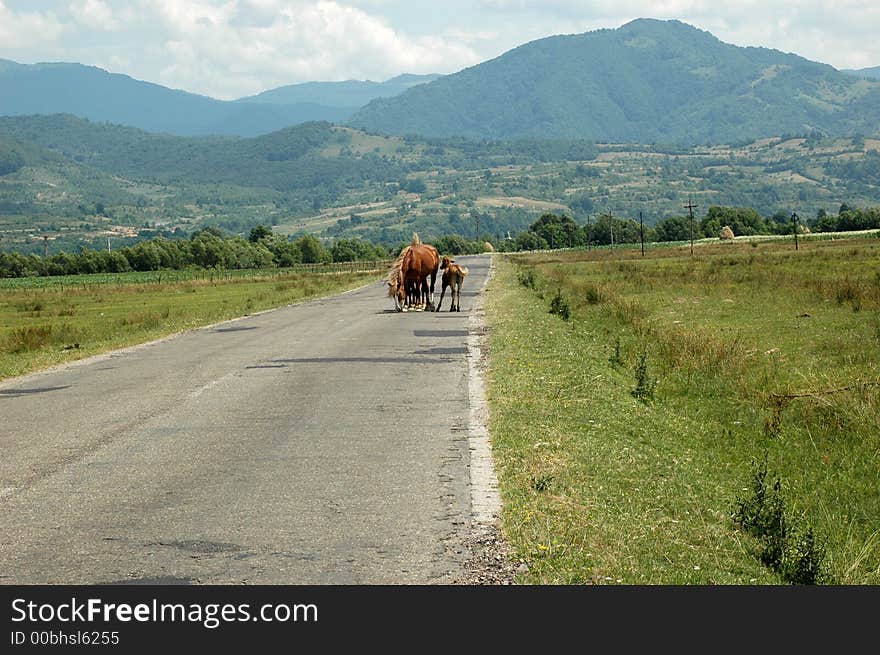 Wild horses from Romania, Europe