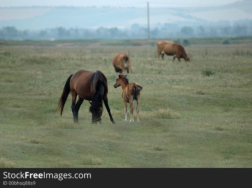 Wild horses from Romania, Europe