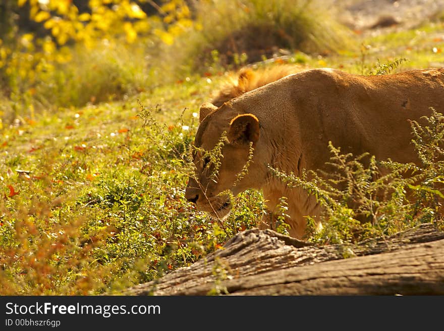 Lioness at Rest