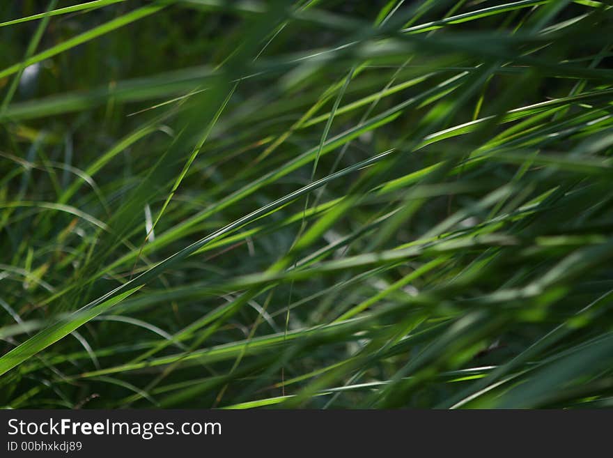 A green texture of grass and light