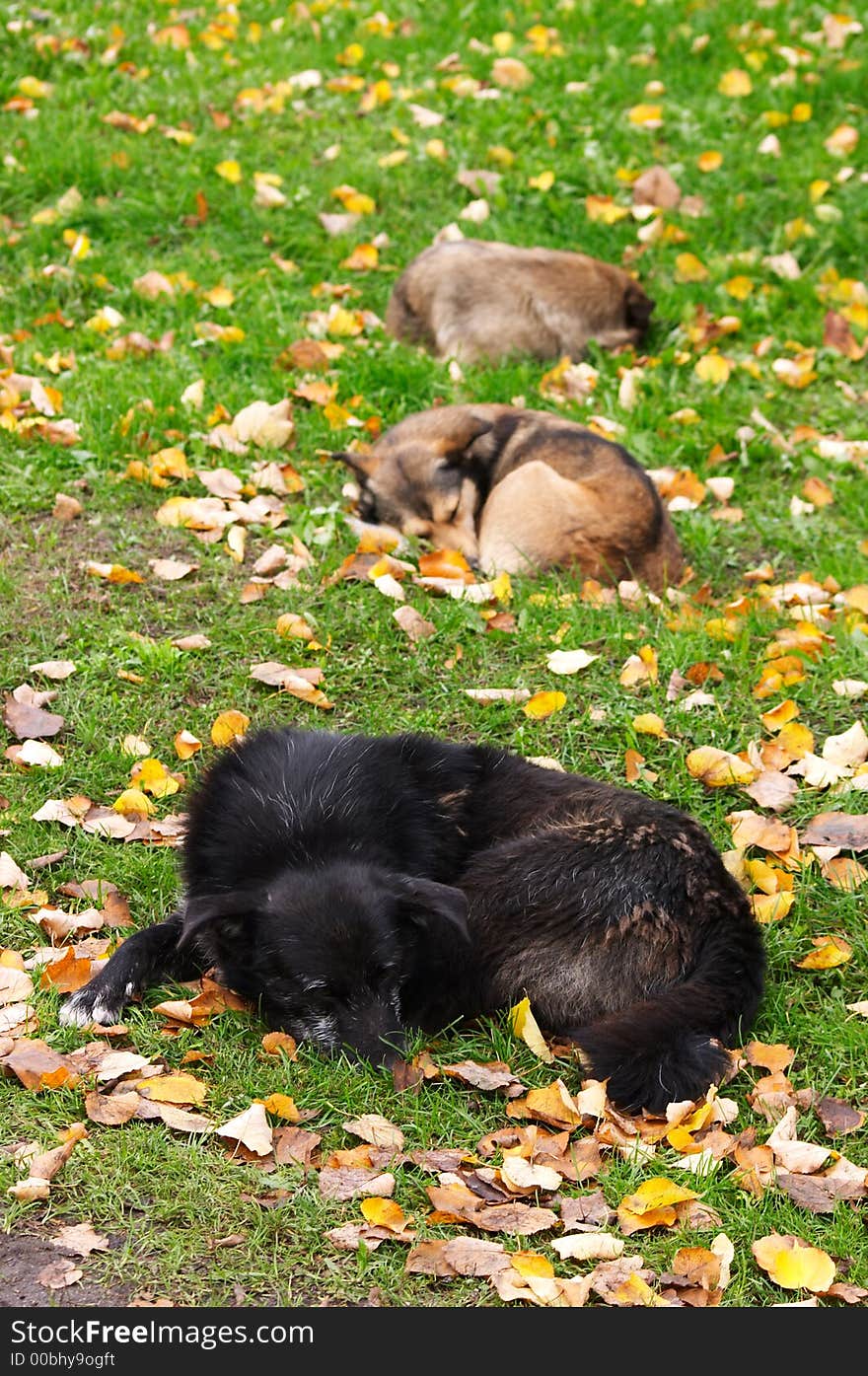 Sleeping dogs on a lawn in St.-Petersburg in autumn day. Sleeping dogs on a lawn in St.-Petersburg in autumn day