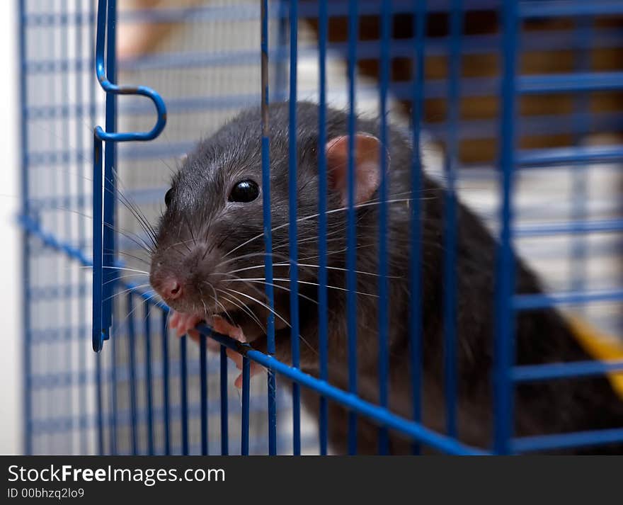 The clever house rat is going to get away from a cell. The clever house rat is going to get away from a cell