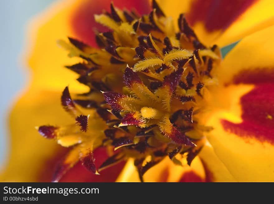 Macro shoot of orange flower interior focus on center