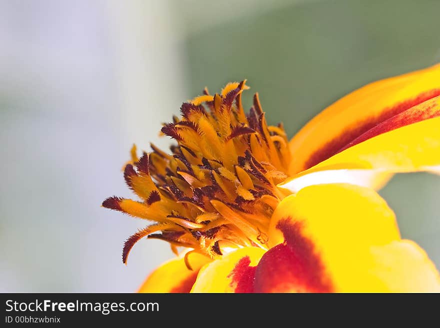 Macro shoot of orange flower interior focus on center