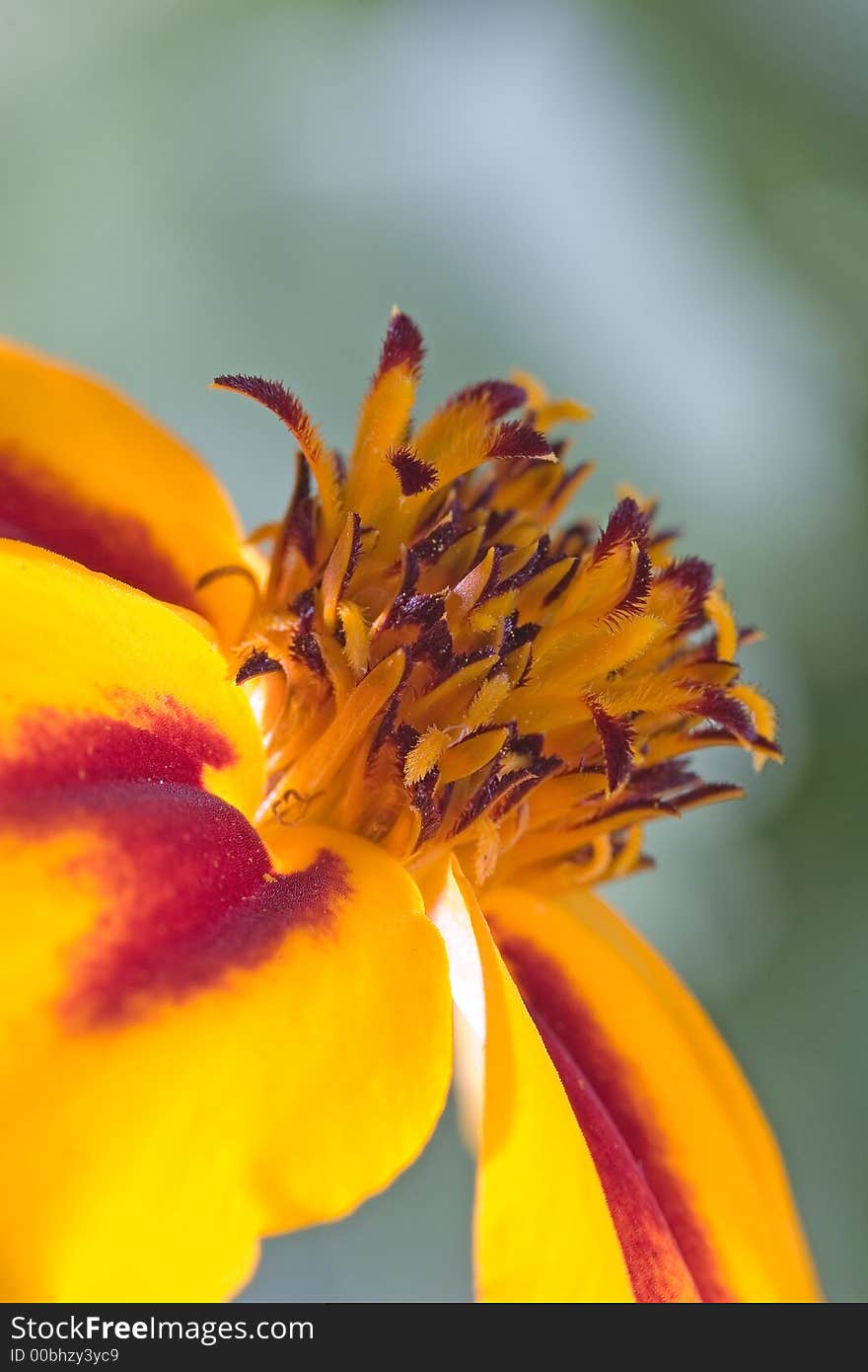 Macro shoot of orange flower interior focus on center