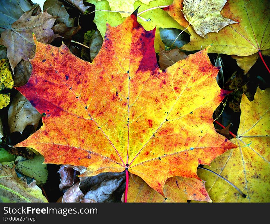 Maple autumn leaf on the ground. Maple autumn leaf on the ground