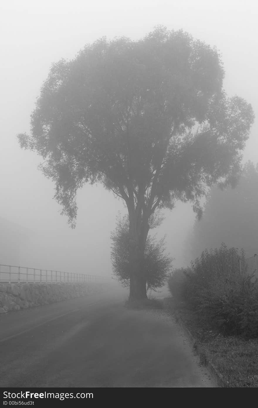 Big tree on a street with haze