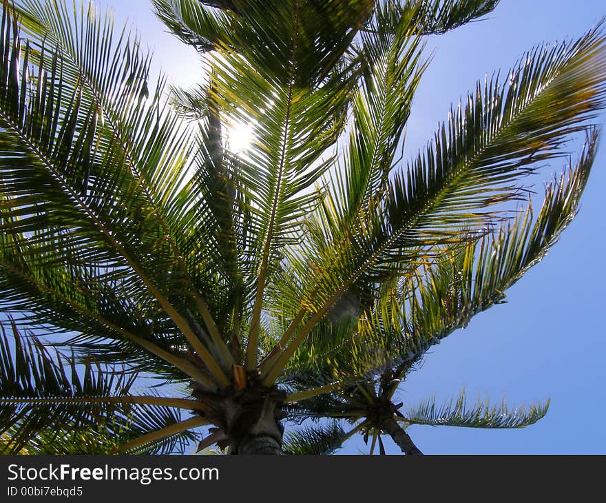 Windy Palm