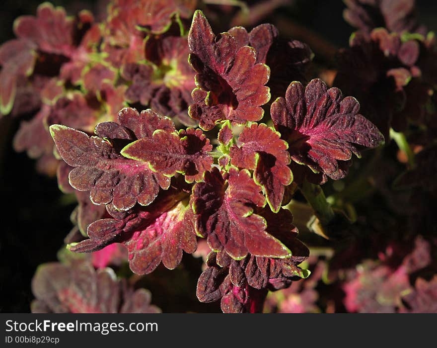 Red Coleus