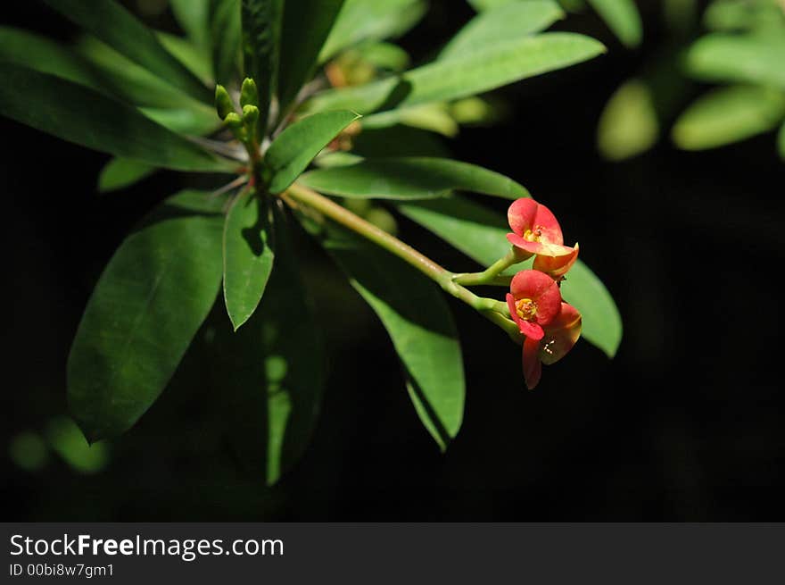 Crown of Thorns Euphorbia macro of flower horizontal